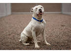 Adopt Bear a White Mixed Breed (Small) / Mixed Breed (Medium) / Mixed (short