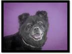 Adopt MISS LULU a Black - with Brown, Red, Golden, Orange or Chestnut Chow Chow