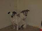 Adopt Don't know a White - with Tan, Yellow or Fawn Mutt / Mutt / Mixed dog in