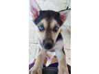 Adopt Miss Liz a Tricolor (Tan/Brown & Black & White) Siberian Husky / German