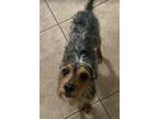 Adopt Stewart in TX a Brown/Chocolate - with White Miniature Pinscher / Mixed