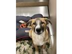 Adopt Scout a Brown/Chocolate Australian Shepherd / Shepherd (Unknown Type) dog