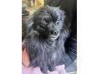 Adopt CeCe a Pomeranian dog in Windsor, CO (41379538)