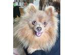 Adopt JJ a Pomeranian dog in Windsor, CO (41379536)