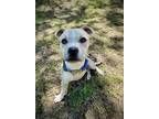 Adopt Pogo a Tan/Yellow/Fawn - with White American Staffordshire Terrier / Mixed