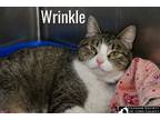 Adopt Wrinkle a Domestic Shorthair / Mixed (short coat) cat in Fort mill