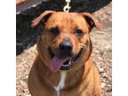 Adopt Roxy a Tan/Yellow/Fawn Rhodesian Ridgeback / Mixed Breed (Medium) / Mixed