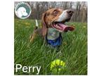 Adopt Perry a Brown/Chocolate - with White Beagle / Mixed dog in Novi
