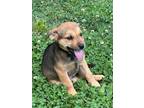 Adopt Janet (5/22) a Brown/Chocolate - with Black German Shepherd Dog / Beagle /