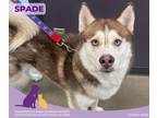 Adopt Spade a Brindle Alaskan Klee Kai / Mixed Breed (Medium) / Mixed (short