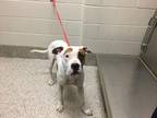 Adopt Donut a White American Pit Bull Terrier / Mixed Breed (Medium) / Mixed
