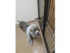 Adopt Shade a Merle American Pit Bull Terrier / Mixed Breed (Medium) / Mixed