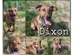 Adopt Dixon a Tan/Yellow/Fawn Plott Hound / Mixed Breed (Medium) / Mixed (short