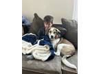 Adopt Maple a White - with Brown or Chocolate Mutt / Mixed dog in Newtonville
