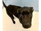 Adopt Lucky Charms 57688 a Black - with White American Pit Bull Terrier /