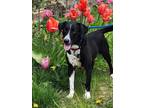 Adopt Remi a Jack Russell Terrier / Mixed dog in Kingston, NY (41403250)