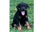 Adopt Jack~adopted! a Black - with Tan, Yellow or Fawn Rottweiler / German