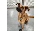 Adopt Rosie a Belgian Malinois / Coonhound / Mixed dog in Portland