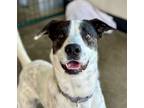Adopt Ralphie a White - with Black Australian Shepherd / Mixed dog in Berkeley