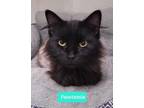 Adopt Pawtunia a Domestic Mediumhair / Mixed (short coat) cat in Richmond
