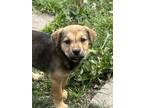 Adopt Chrissy (5/22) a Brown/Chocolate - with Black German Shepherd Dog / Beagle