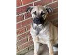 Adopt Winnie Mae a Brindle Anatolian Shepherd / Mixed Breed (Medium) / Mixed