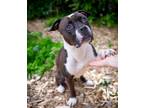 Adopt Bailey a Black American Pit Bull Terrier / Mixed Breed (Medium) / Mixed