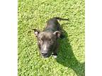 Adopt Bubba a Black American Pit Bull Terrier / Mixed Breed (Medium) / Mixed