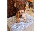 Adopt Venus a American Pit Bull Terrier / Mixed dog in Mobile, AL (40885249)