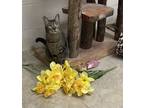 Adopt Susie a Brown Tabby Domestic Shorthair (short coat) cat in Huntsville