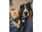 Adopt Mattie a Black - with Gray or Silver Great Dane / Hound (Unknown Type) /