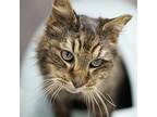Adopt Cherry a Brown Tabby Domestic Mediumhair (medium coat) cat in Port
