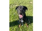 Adopt Gunner (in foster) a Black Beauceron / Golden Retriever / Mixed (short