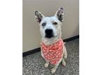 Adopt Stormfly a White Mixed Breed (Medium) / Mixed dog in Bemidji