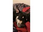 Adopt Bella a Black - with White German Shepherd Dog / Husky / Mixed dog in