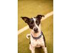 Adopt Chance a White - with Black English Pointer / Rat Terrier / Mixed dog in