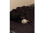 Adopt Millie a Black - with Tan, Yellow or Fawn Bluetick Coonhound / German