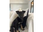 Adopt Moose a Black - with Tan, Yellow or Fawn Husky / German Shepherd Dog /