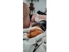 Adopt Charla a Brown/Chocolate - with White Beagle / Mixed dog in Harvey