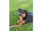 Adopt Luna Lue a Black - with Brown, Red, Golden, Orange or Chestnut Mutt /