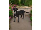 Adopt Alondra a Black Mixed Breed (Large) / Mixed dog in Oceanside