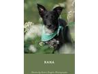 Adopt Rana Andrea a Border Collie / Labrador Retriever / Mixed dog in Madison