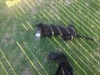 Adopt Sunie a Black - with White German Shepherd Dog / Mixed dog in San Marcos