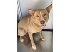 Adopt Sandra a Brown/Chocolate Carolina Dog / Mixed Breed (Medium) / Mixed