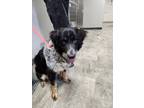 Adopt Tinker a Black Australian Shepherd / Mixed Breed (Medium) / Mixed (short