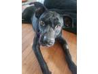 Adopt Pablo a Boxer / Pit Bull Terrier dog in Highlands Ranch, CO (41194236)
