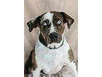 Adopt Bingo a White Catahoula Leopard Dog / Mixed Breed (Medium) / Mixed (short
