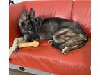 Adopt Kato a Black - with Tan, Yellow or Fawn German Shepherd Dog / Mixed dog in
