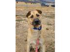Adopt Chappie a Tan/Yellow/Fawn - with Black Shar Pei / Shepherd (Unknown Type)