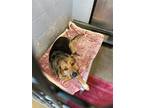 Adopt Cannoli a Black - with Tan, Yellow or Fawn German Shepherd Dog / Collie /